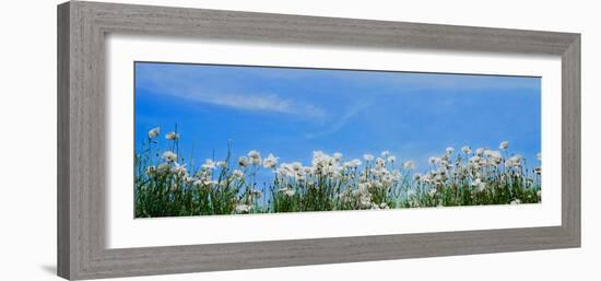 Poppy field in bloom, Tuscany, Italy-null-Framed Photographic Print