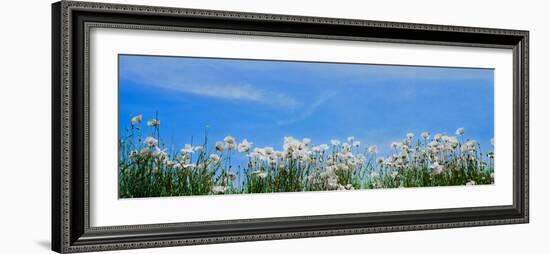 Poppy field in bloom, Tuscany, Italy-null-Framed Photographic Print