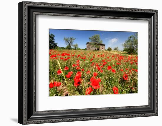 Poppy Field in front of a Country House on the Hills near Orvieto, Province of Terni, Umbria, Italy-null-Framed Art Print