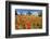 Poppy Field in front of a Country House on the Hills near Orvieto, Province of Terni, Umbria, Italy-null-Framed Art Print