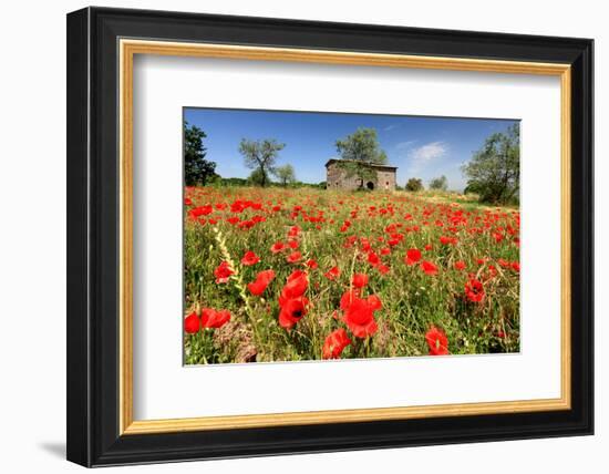 Poppy Field in front of a Country House on the Hills near Orvieto, Province of Terni, Umbria, Italy-null-Framed Art Print