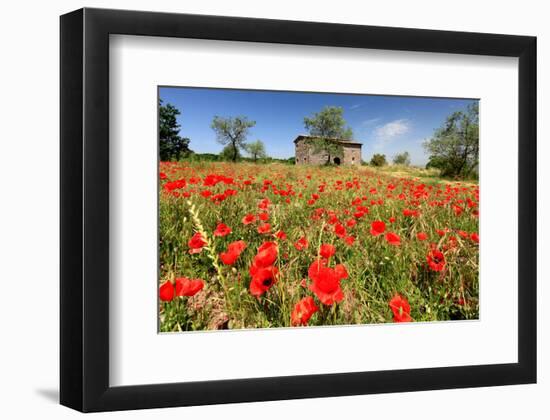 Poppy Field in front of a Country House on the Hills near Orvieto, Province of Terni, Umbria, Italy-null-Framed Art Print