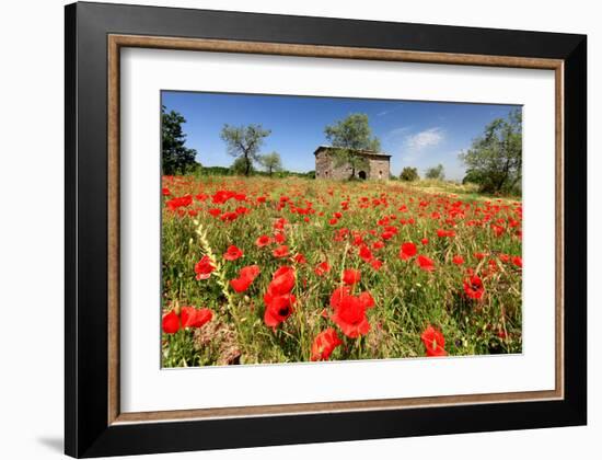 Poppy Field in front of a Country House on the Hills near Orvieto, Province of Terni, Umbria, Italy-null-Framed Art Print