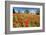 Poppy Field in front of a Country House on the Hills near Orvieto, Province of Terni, Umbria, Italy-null-Framed Art Print