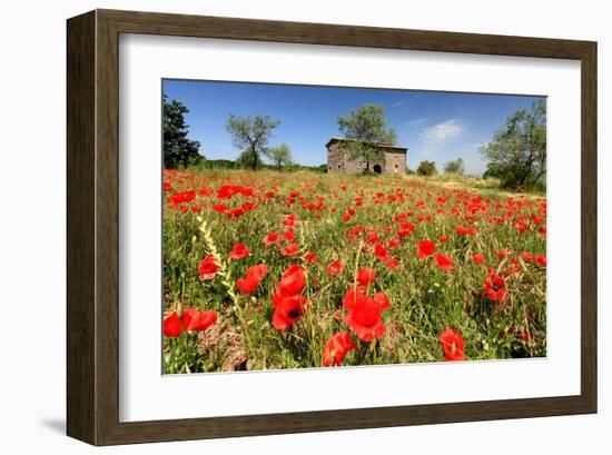 Poppy Field in front of a Country House on the Hills near Orvieto, Province of Terni, Umbria, Italy-null-Framed Art Print