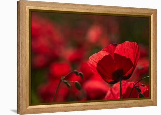 Poppy Field in the Alberes, Languedoc-Roussillon, France, Europe-Mark Mawson-Framed Premier Image Canvas