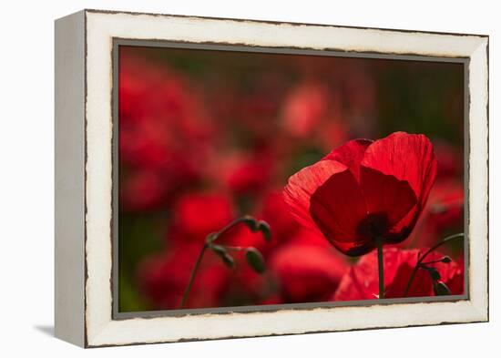 Poppy Field in the Alberes, Languedoc-Roussillon, France, Europe-Mark Mawson-Framed Premier Image Canvas