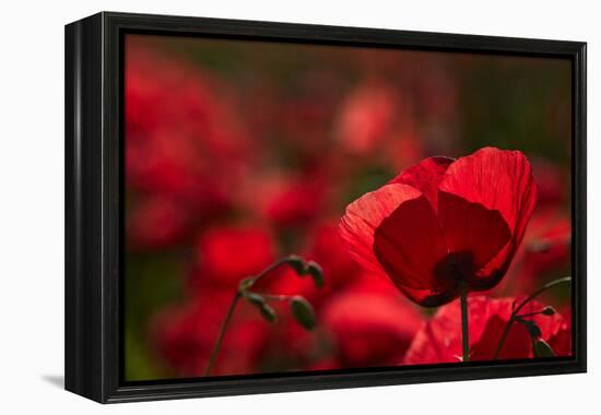 Poppy Field in the Alberes, Languedoc-Roussillon, France, Europe-Mark Mawson-Framed Premier Image Canvas