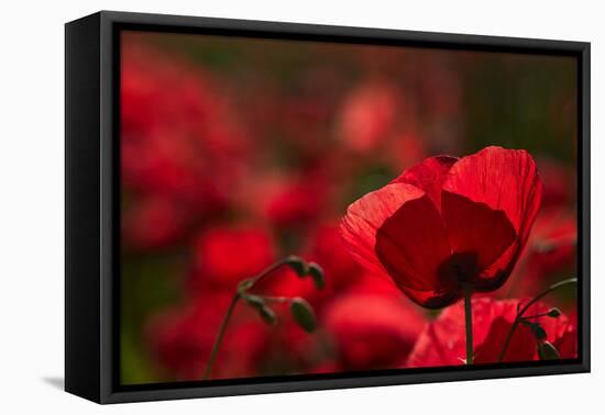 Poppy Field in the Alberes, Languedoc-Roussillon, France, Europe-Mark Mawson-Framed Premier Image Canvas