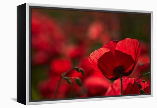 Poppy Field in the Alberes, Languedoc-Roussillon, France, Europe-Mark Mawson-Framed Premier Image Canvas