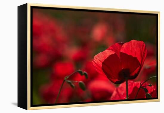 Poppy Field in the Alberes, Languedoc-Roussillon, France, Europe-Mark Mawson-Framed Premier Image Canvas