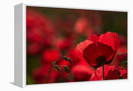 Poppy Field in the Alberes, Languedoc-Roussillon, France, Europe-Mark Mawson-Framed Premier Image Canvas