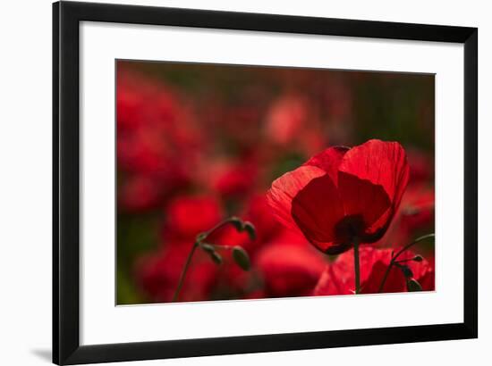 Poppy Field in the Alberes, Languedoc-Roussillon, France, Europe-Mark Mawson-Framed Photographic Print