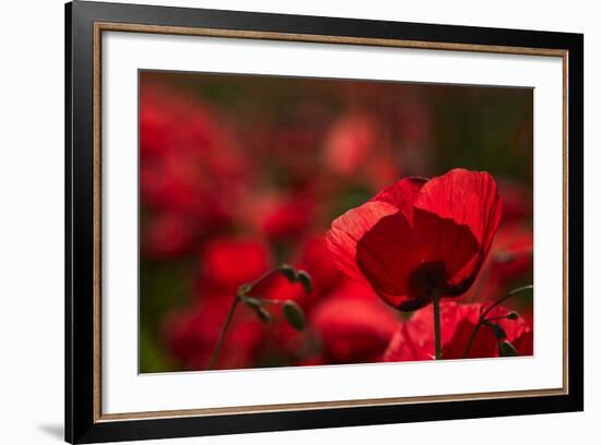 Poppy Field in the Alberes, Languedoc-Roussillon, France, Europe-Mark Mawson-Framed Photographic Print