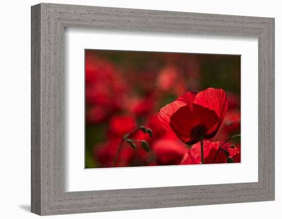 Poppy Field in the Alberes, Languedoc-Roussillon, France, Europe-Mark Mawson-Framed Photographic Print