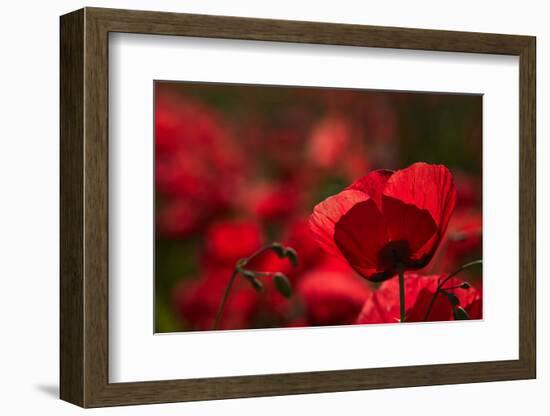 Poppy Field in the Alberes, Languedoc-Roussillon, France, Europe-Mark Mawson-Framed Photographic Print