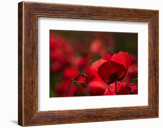 Poppy Field in the Alberes, Languedoc-Roussillon, France, Europe-Mark Mawson-Framed Photographic Print