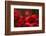 Poppy Field in the Alberes, Languedoc-Roussillon, France, Europe-Mark Mawson-Framed Photographic Print