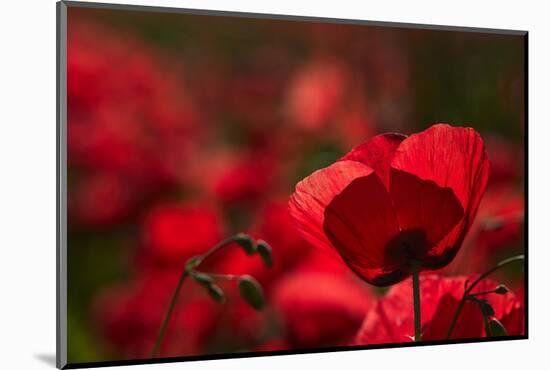 Poppy Field in the Alberes, Languedoc-Roussillon, France, Europe-Mark Mawson-Mounted Photographic Print