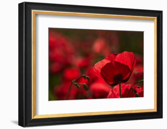 Poppy Field in the Alberes, Languedoc-Roussillon, France, Europe-Mark Mawson-Framed Photographic Print