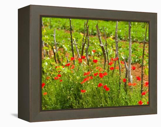 Poppy Field, Krk, Croatia-Russell Young-Framed Premier Image Canvas