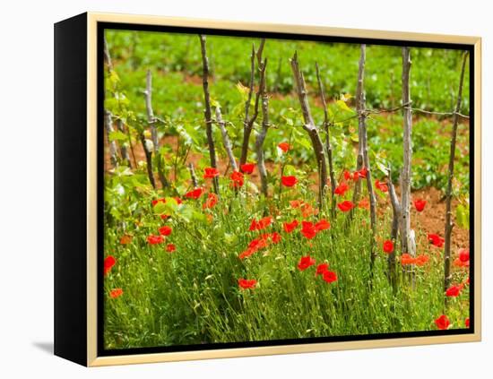 Poppy Field, Krk, Croatia-Russell Young-Framed Premier Image Canvas