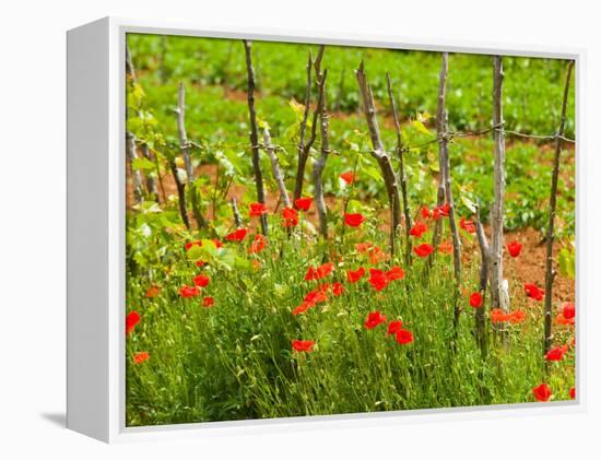 Poppy Field, Krk, Croatia-Russell Young-Framed Premier Image Canvas