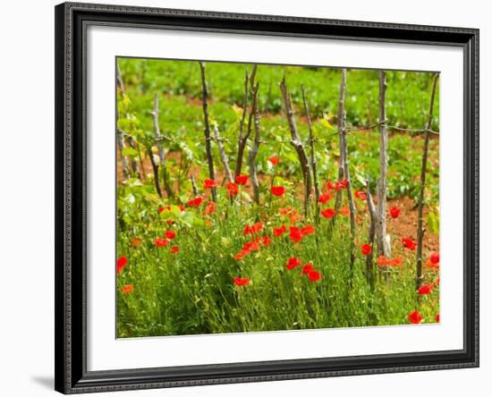 Poppy Field, Krk, Croatia-Russell Young-Framed Photographic Print