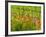 Poppy Field, Krk, Croatia-Russell Young-Framed Photographic Print