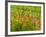 Poppy Field, Krk, Croatia-Russell Young-Framed Photographic Print