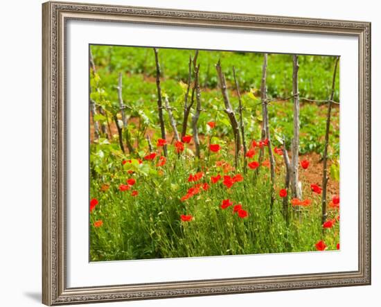 Poppy Field, Krk, Croatia-Russell Young-Framed Photographic Print