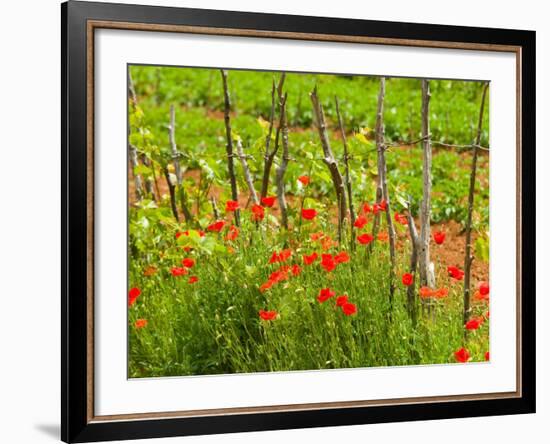 Poppy Field, Krk, Croatia-Russell Young-Framed Photographic Print