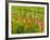 Poppy Field, Krk, Croatia-Russell Young-Framed Photographic Print