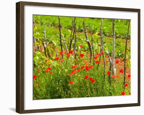 Poppy Field, Krk, Croatia-Russell Young-Framed Photographic Print