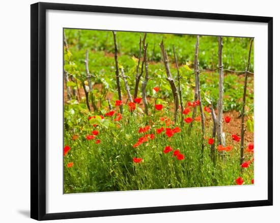 Poppy Field, Krk, Croatia-Russell Young-Framed Photographic Print