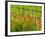 Poppy Field, Krk, Croatia-Russell Young-Framed Photographic Print