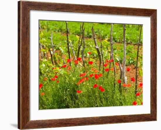 Poppy Field, Krk, Croatia-Russell Young-Framed Photographic Print