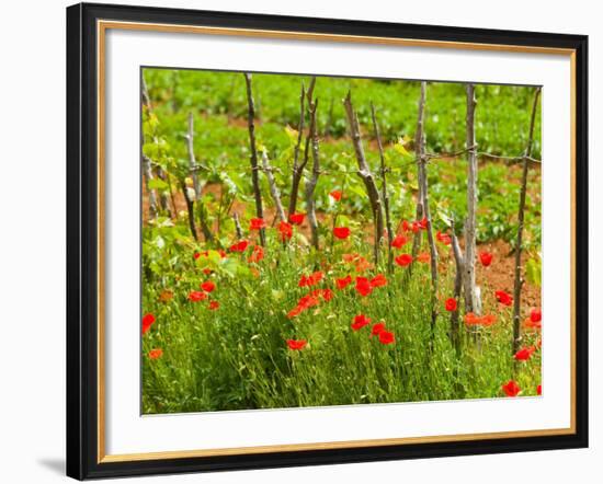 Poppy Field, Krk, Croatia-Russell Young-Framed Photographic Print