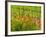 Poppy Field, Krk, Croatia-Russell Young-Framed Photographic Print