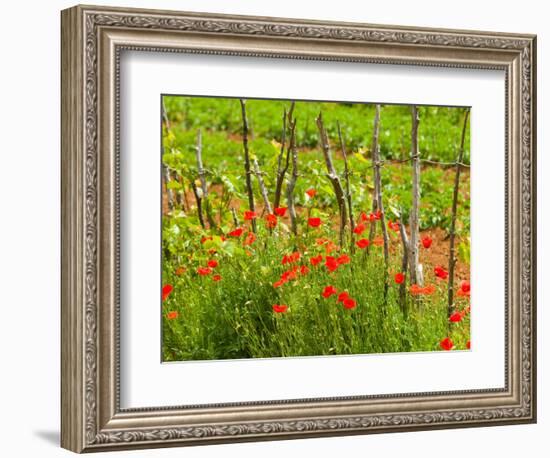 Poppy Field, Krk, Croatia-Russell Young-Framed Photographic Print