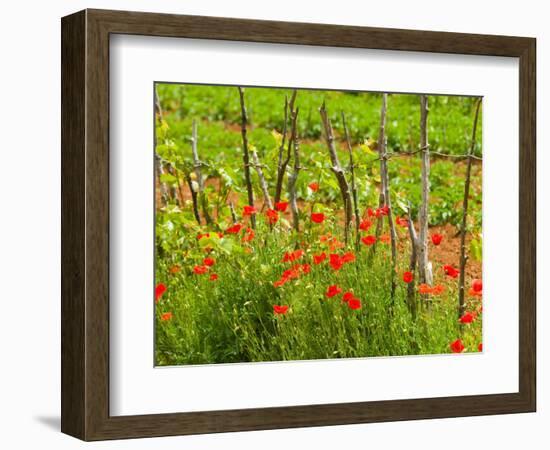 Poppy Field, Krk, Croatia-Russell Young-Framed Photographic Print