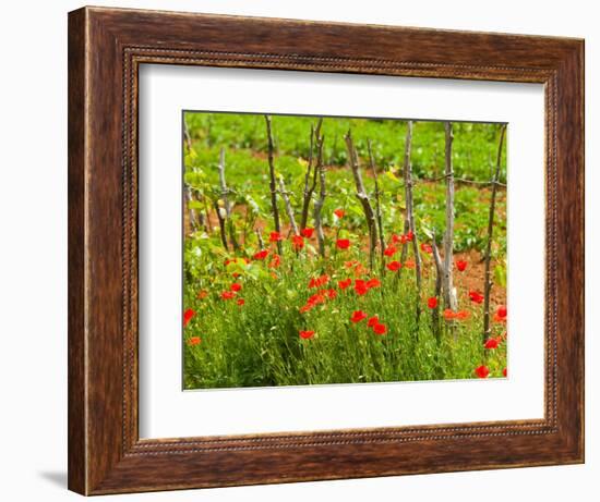 Poppy Field, Krk, Croatia-Russell Young-Framed Photographic Print