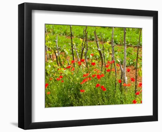 Poppy Field, Krk, Croatia-Russell Young-Framed Photographic Print