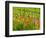 Poppy Field, Krk, Croatia-Russell Young-Framed Photographic Print