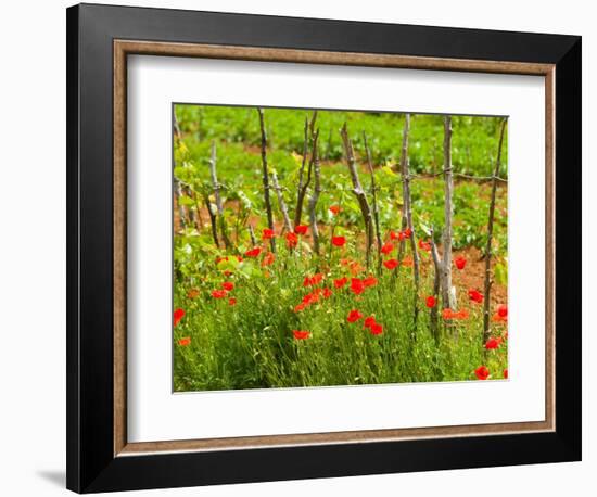 Poppy Field, Krk, Croatia-Russell Young-Framed Photographic Print