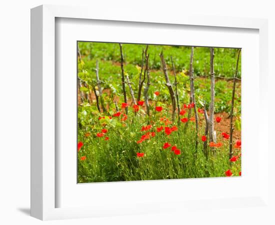 Poppy Field, Krk, Croatia-Russell Young-Framed Photographic Print