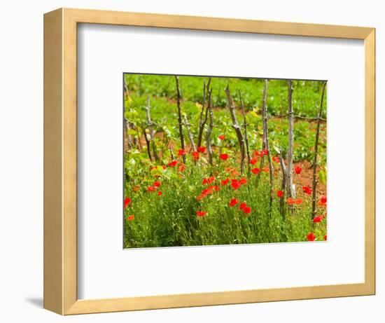 Poppy Field, Krk, Croatia-Russell Young-Framed Photographic Print