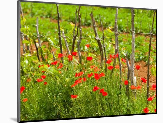 Poppy Field, Krk, Croatia-Russell Young-Mounted Photographic Print