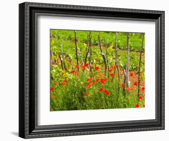 Poppy Field, Krk, Croatia-Russell Young-Framed Photographic Print