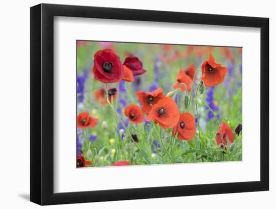 Poppy field, Mount Olive, North Carolina, USA-Lisa S. Engelbrecht-Framed Photographic Print